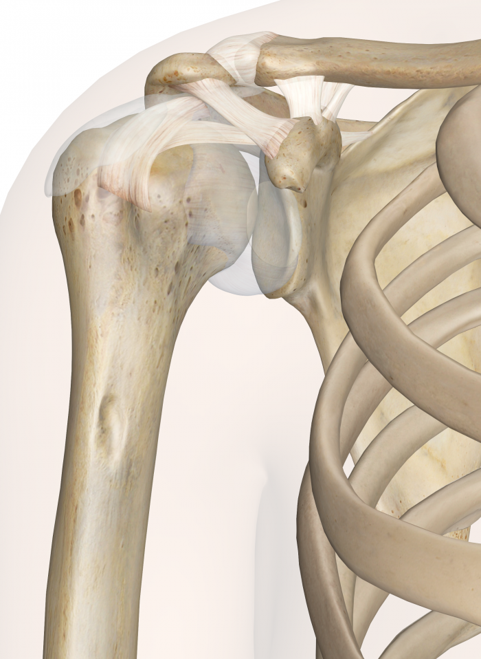 Shoulder joint Dr William Sima