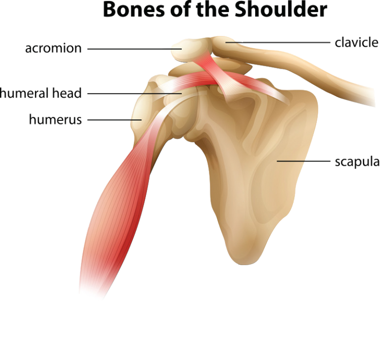 Shoulder Injuries Templeton Dr William Sima, MD